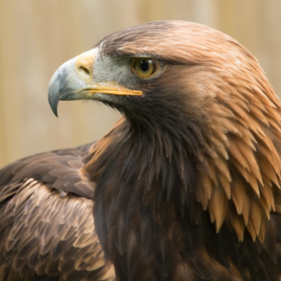 gold_eagle